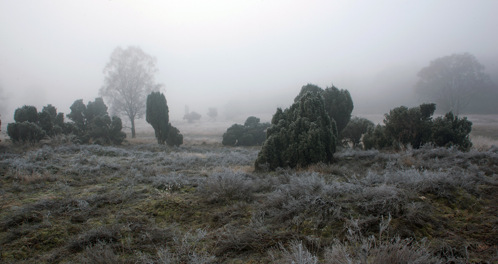Wacholder in Morgennebel
