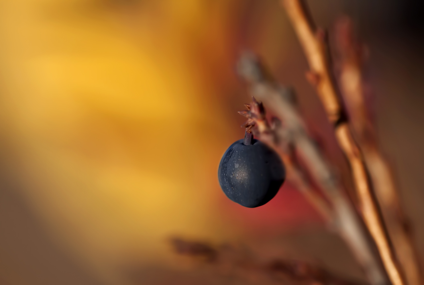 Blaubeere im Farbenrausch 2