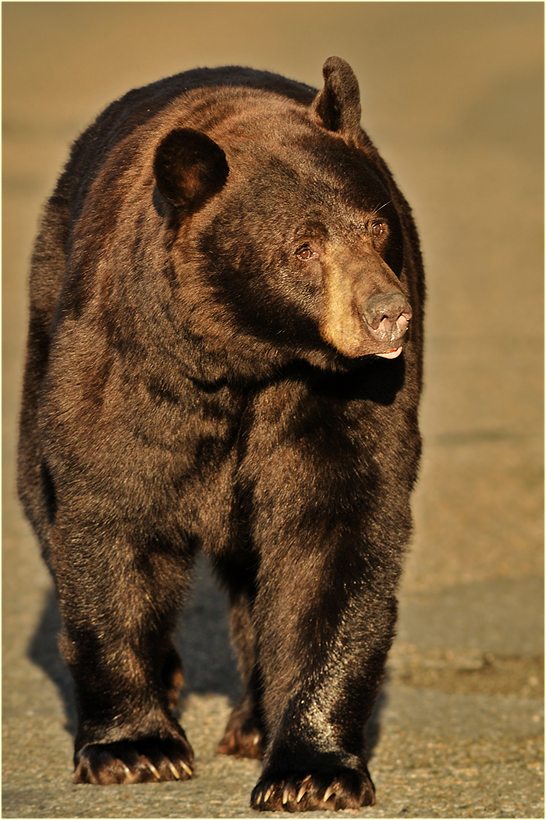 Der Schwarze