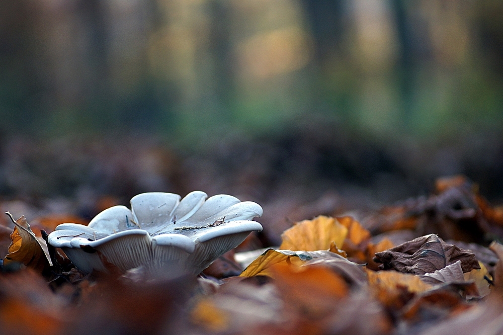 Nebelkappe mit "Drumherum"