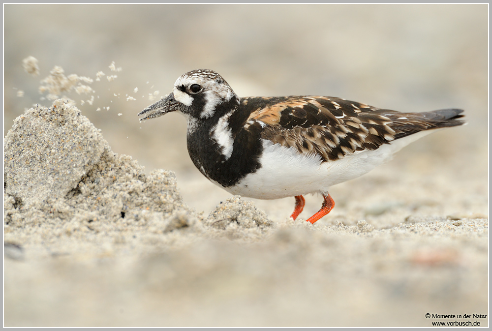 Steinwälzer (Arenaria interpres)