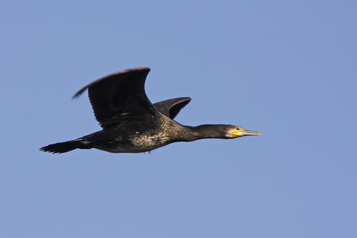 Kormoran (Phalacrocorax carbo)