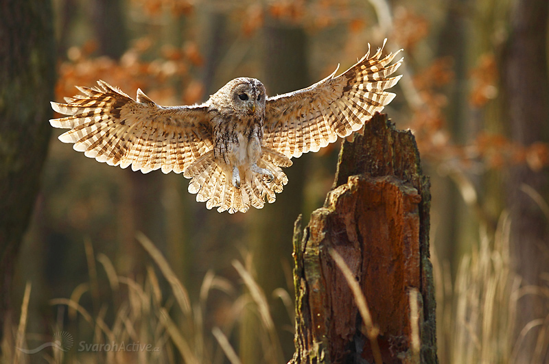Waldkauz (Strix aluco)