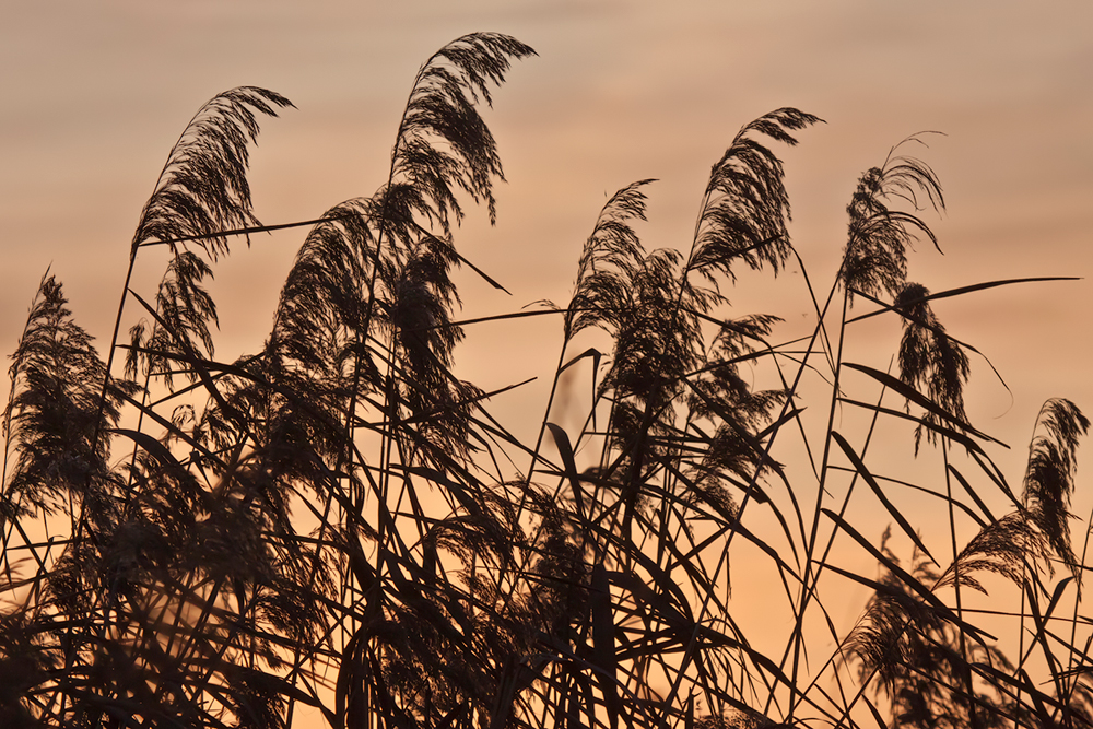 Schilf im Abendlicht