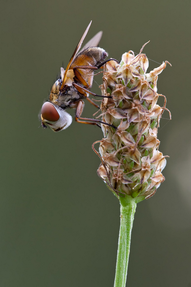 Raupenfliege