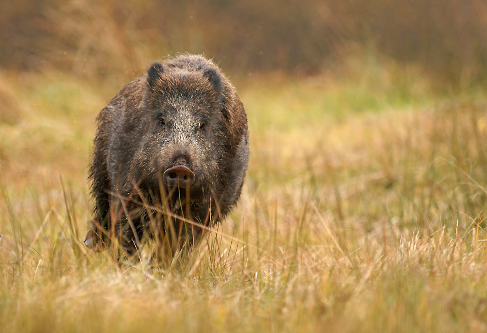 Rennschwein ;-)