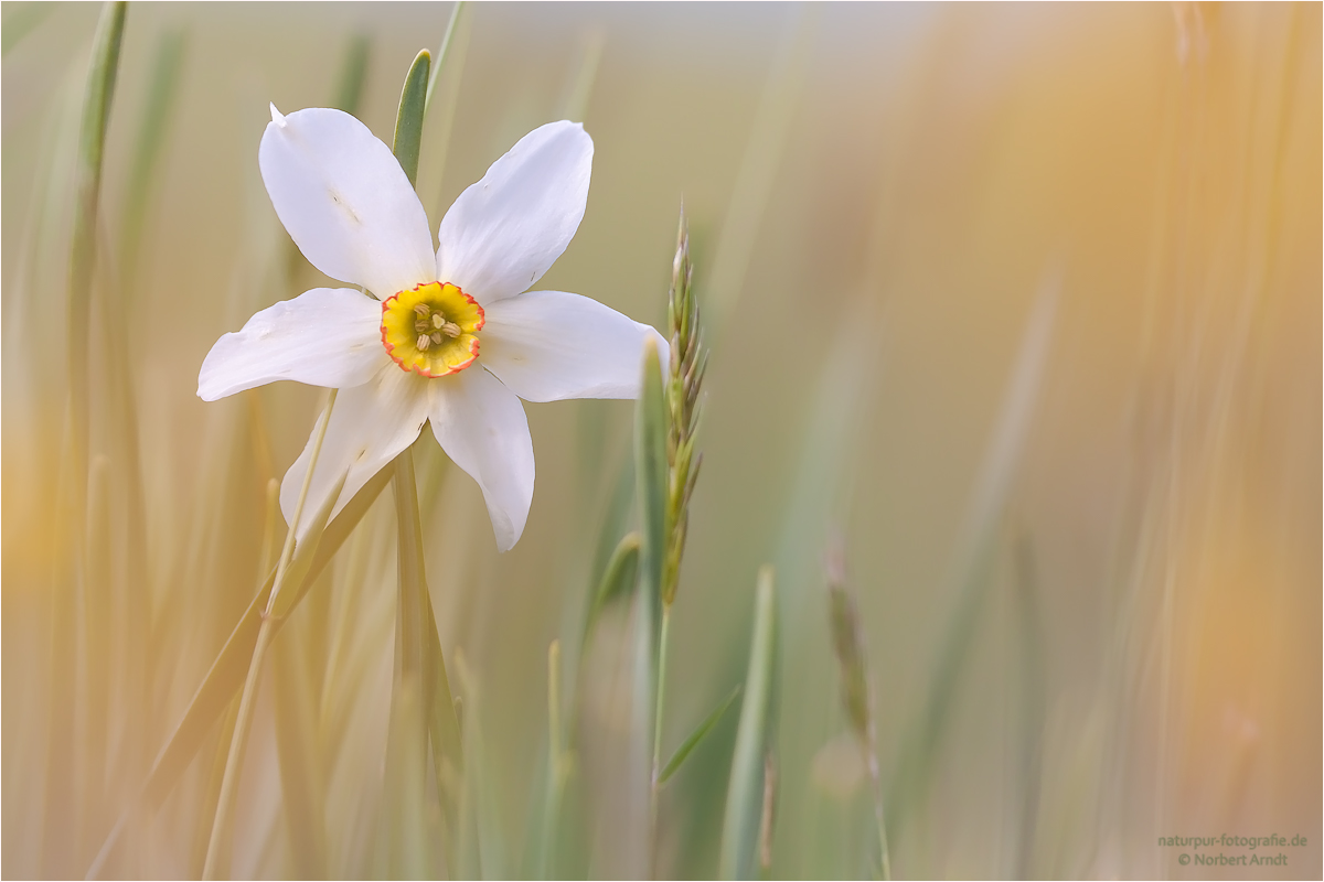 Narcissus poetica Forum für Naturfotografen