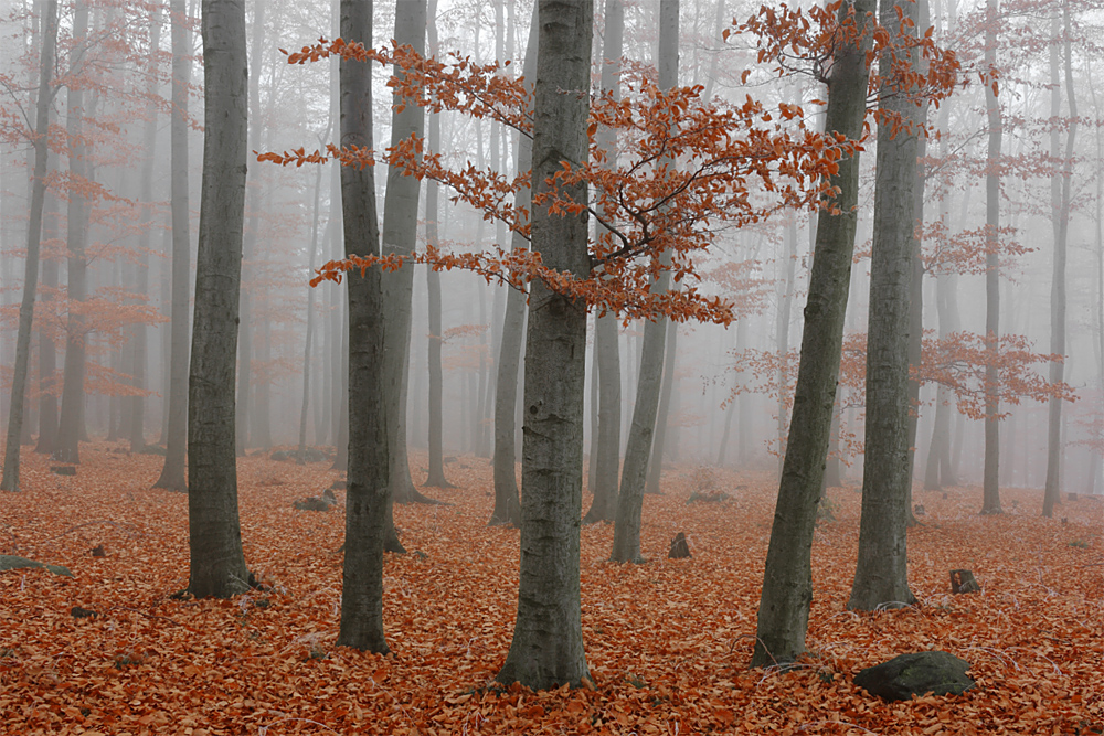  - image::Rico_Berthold_wald_nebel_buche