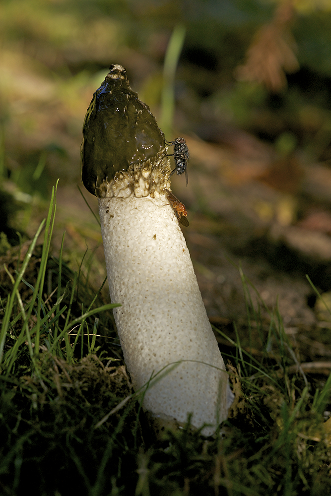 Phallus impudicus