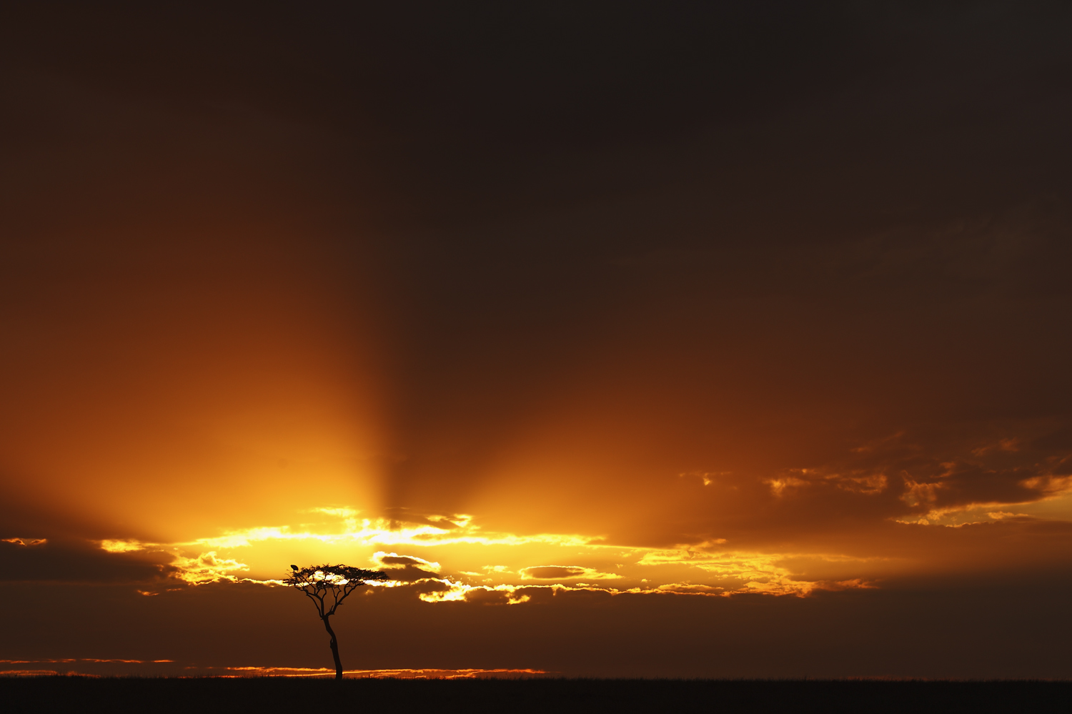 Sonnenuntergang in der Savanne
