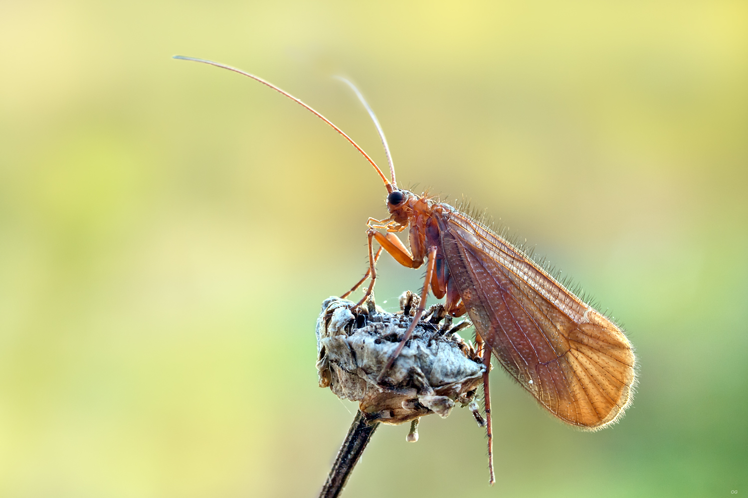 eine Köcherfliege....