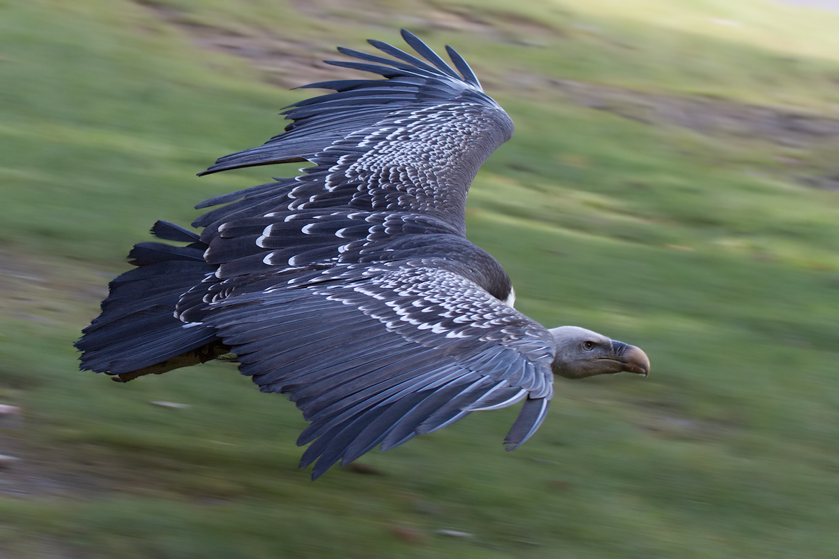 Sperbergeier (Gyps rueppellii) im Flug