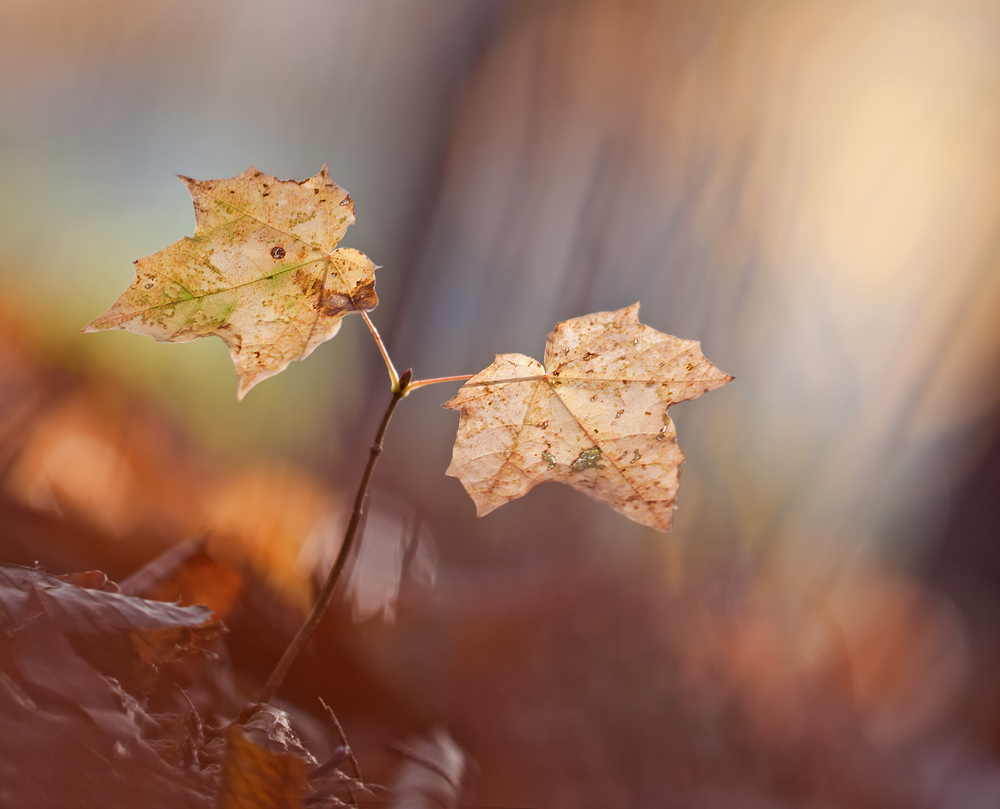 Herbstbild