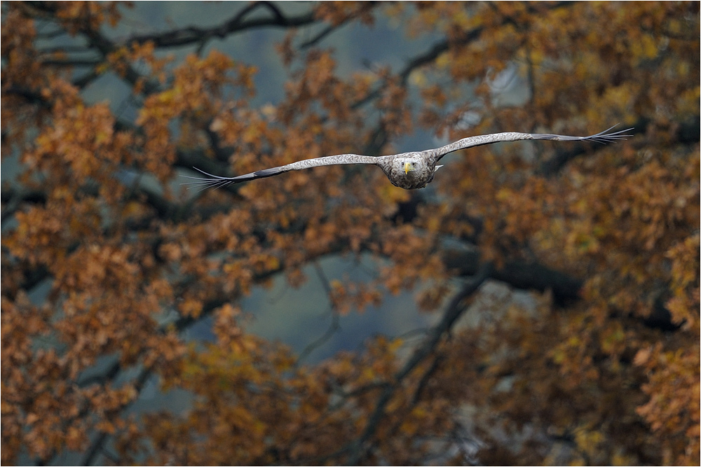 Herbst