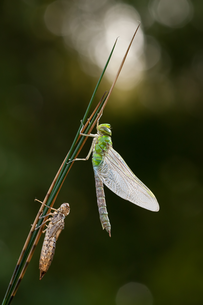 Anax imperator