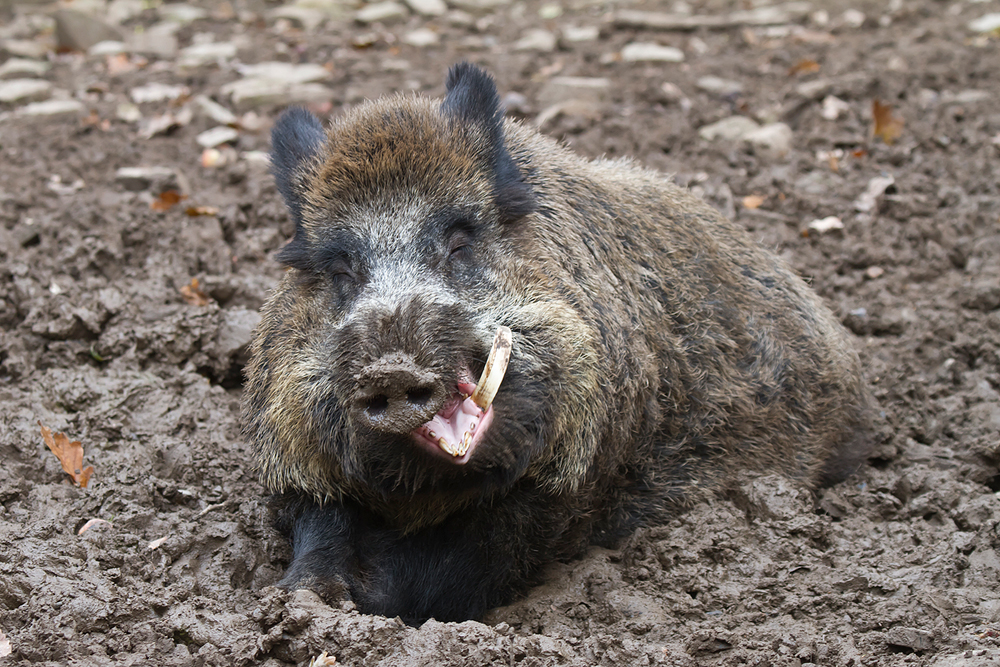 Hier fühle ich mich sauwohl