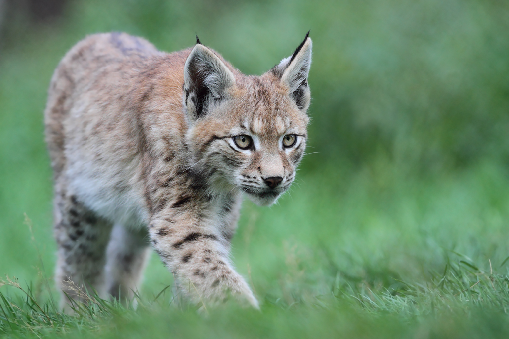 Miau Forum Fur Naturfotografen