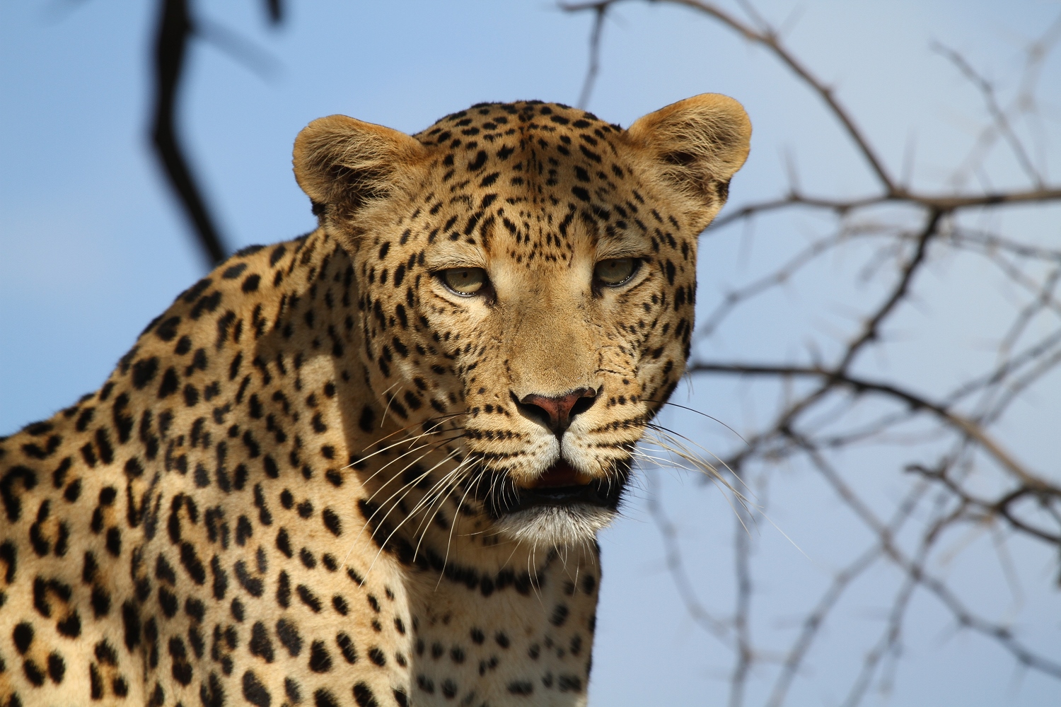 Leopard in tree