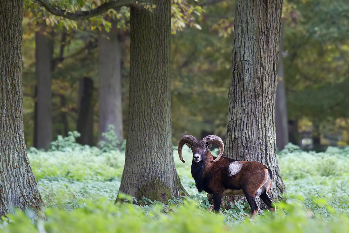 Europäischer Mufflon (Ovis orientalis musimon)