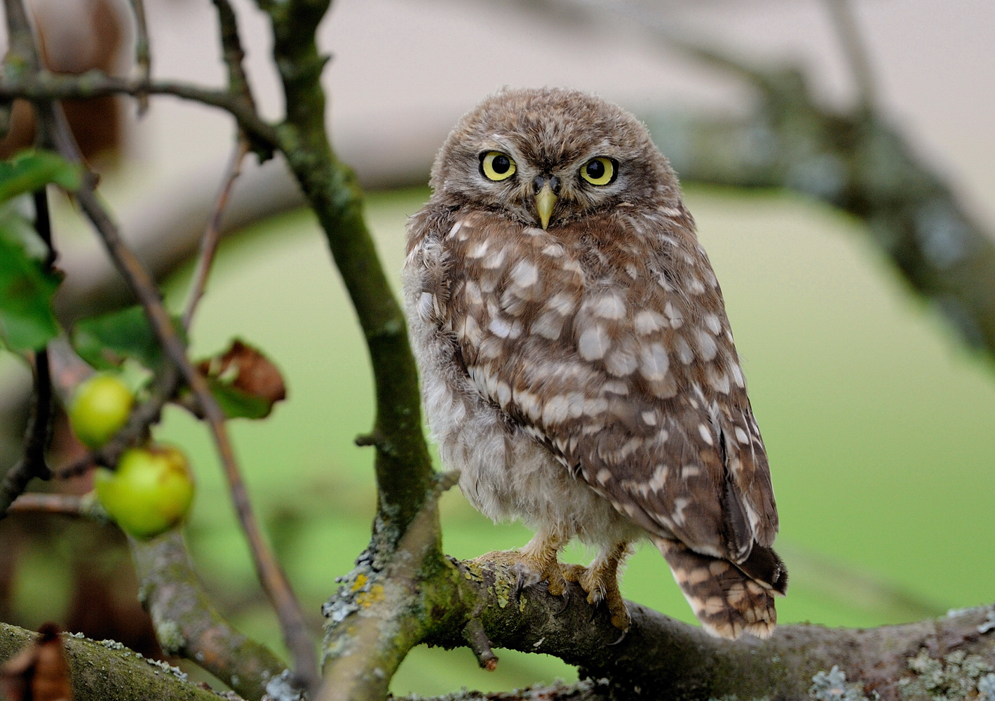 Steinkauz (Athene noctua)