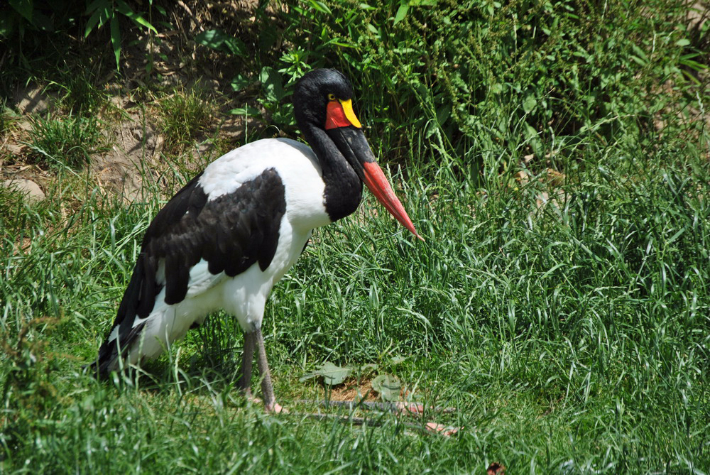 Sattelstorch