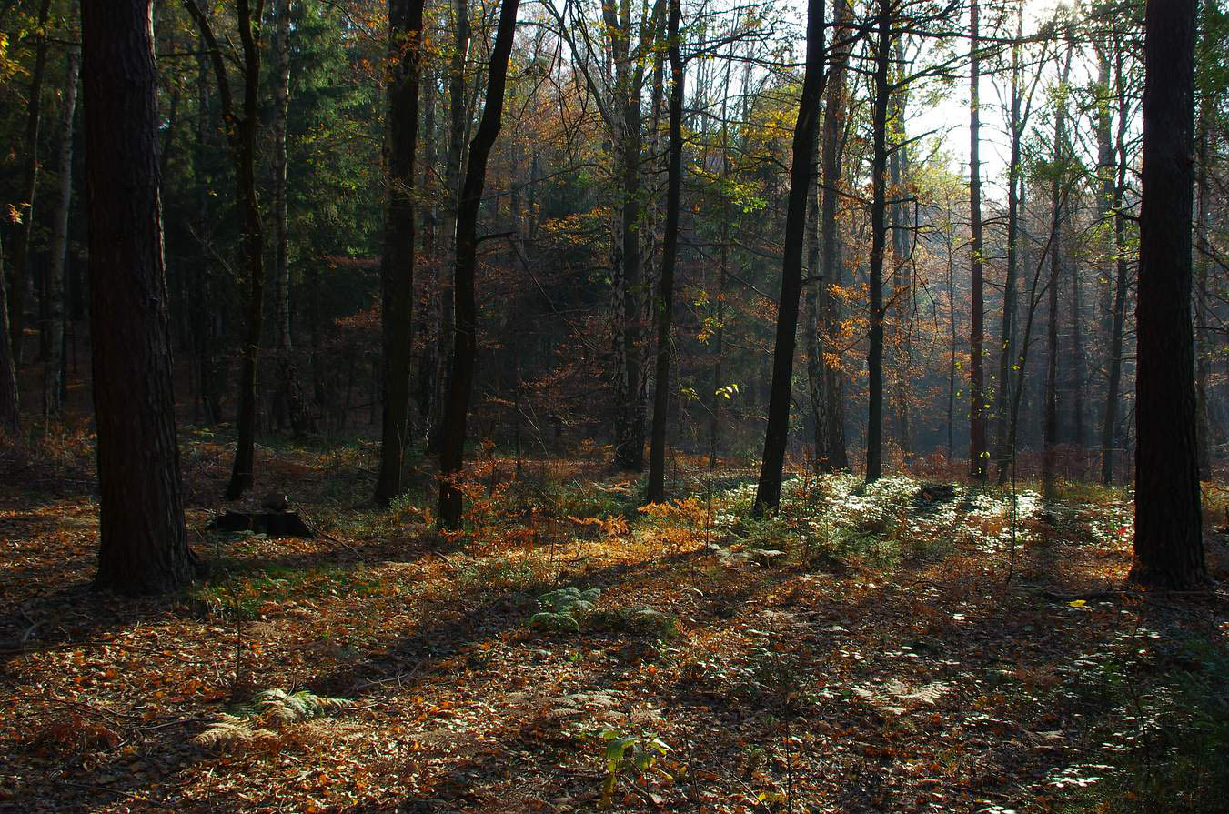 Heimischer Wald