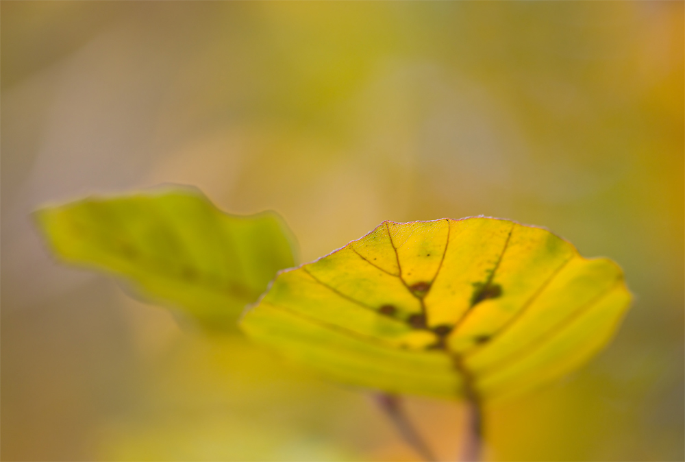 Herbstblätter