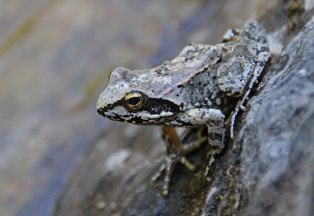 Griechischer Frosch  -  rana graeca