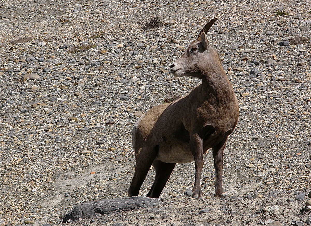 Dickhornschaf (Ovis canadensis)