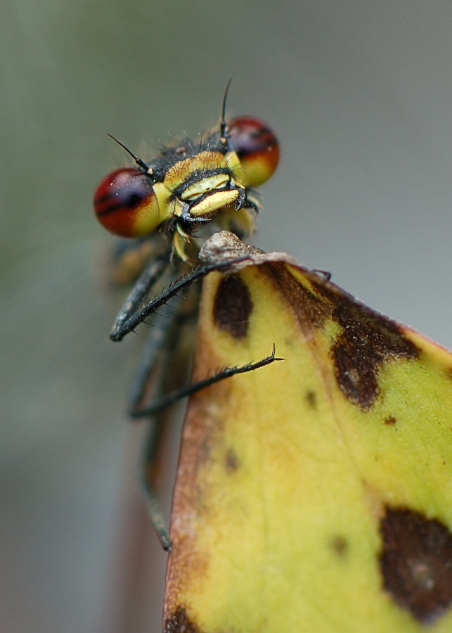 Killroy is watching you.... (Forum für Naturfotografen)