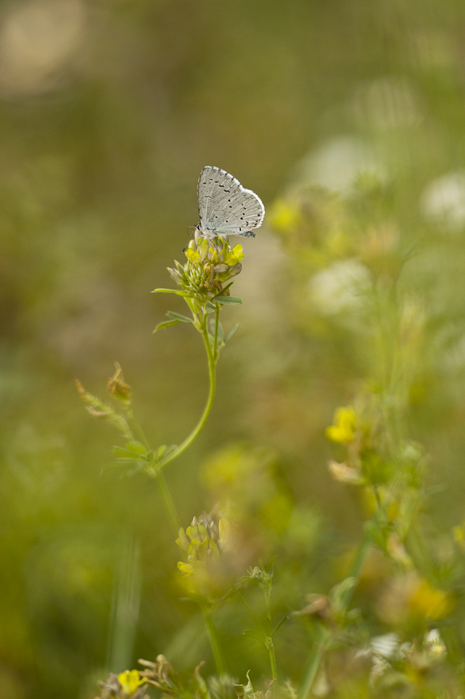 Einen Hauch Sommer