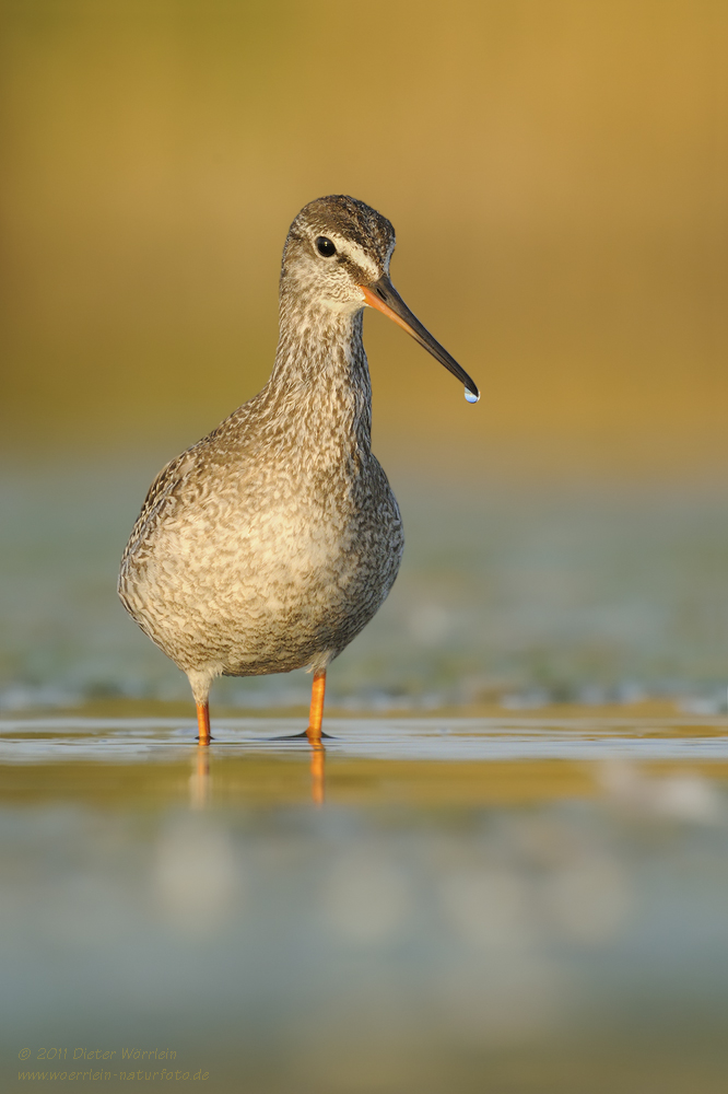 Dunkler Wasserläufer II