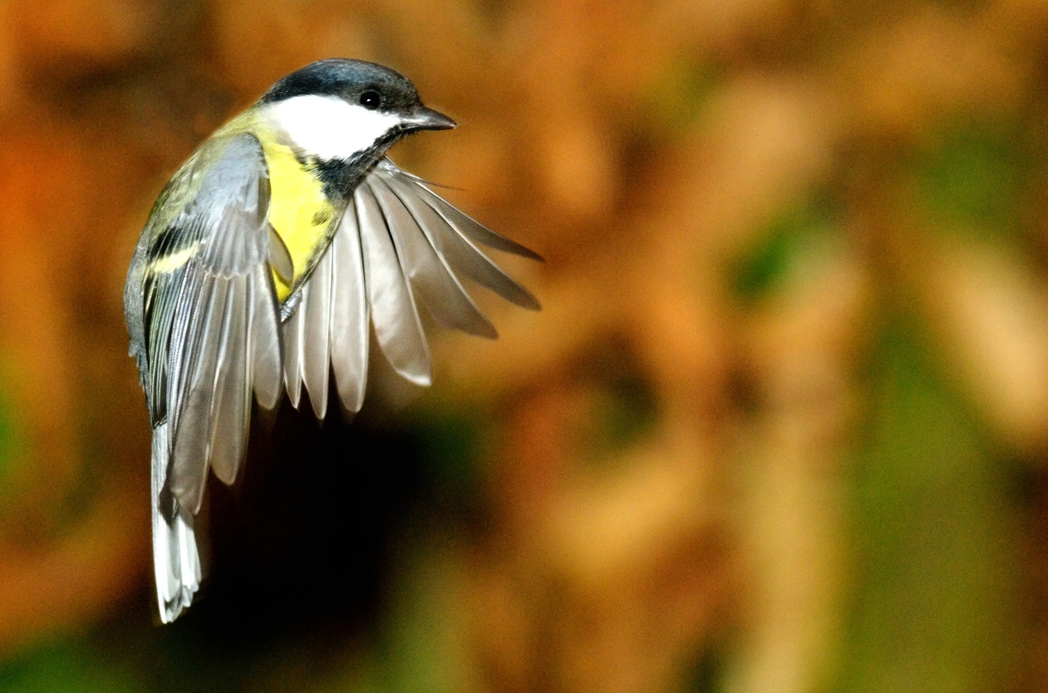 Meise im Flug