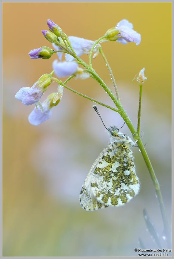 Aurorafalter (Anthocaris cardamines)