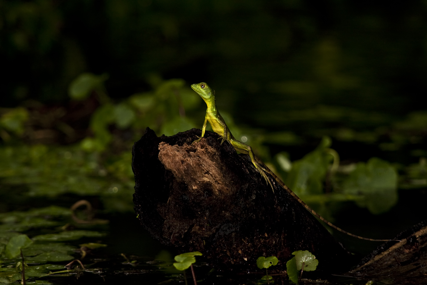Basilisk