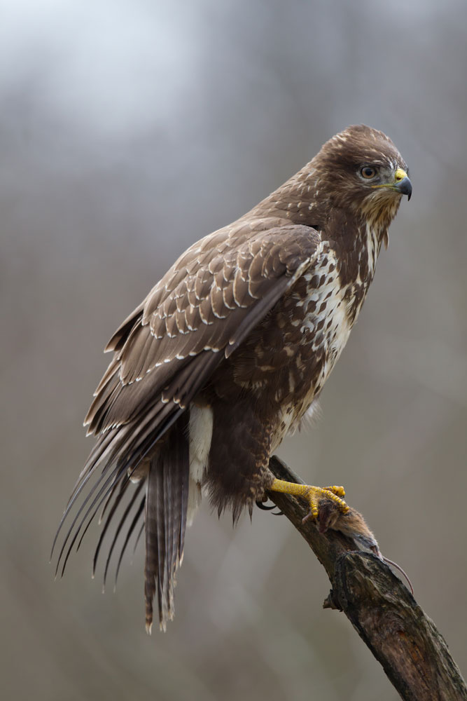 Mäusebussard mit Brandmaus