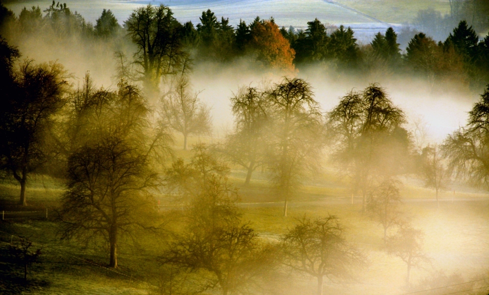 Novembermorgen  Nr.3     Nebelschwaden im Baumgarten