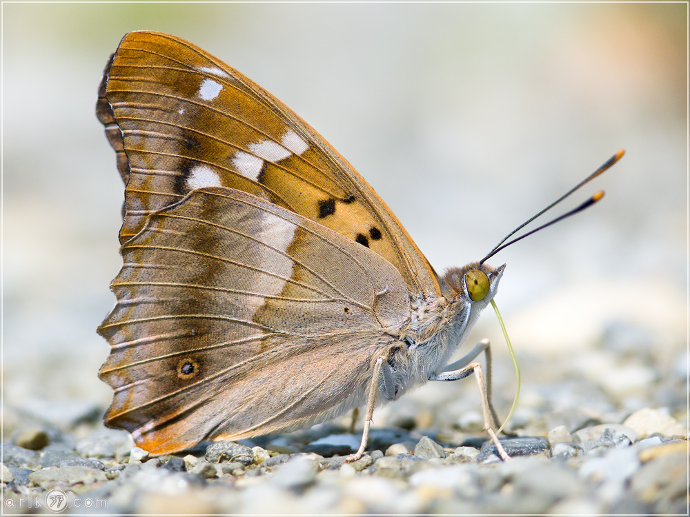 Kleiner Schillerfalter - Apatura ilia