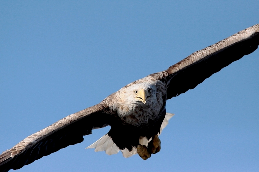 tiefer Überflug