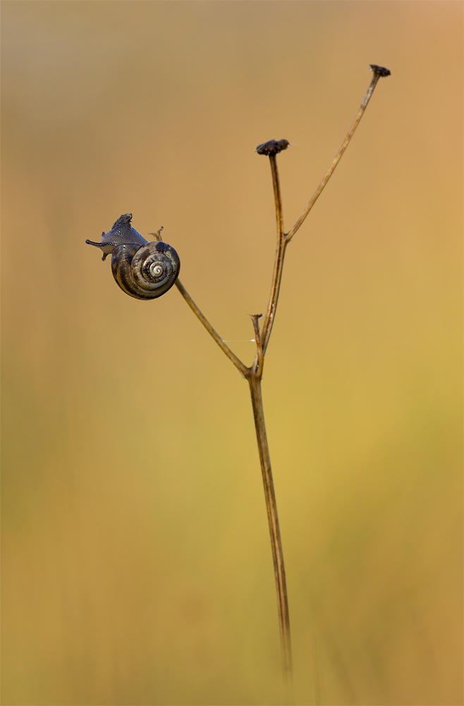 Herbstschnecke