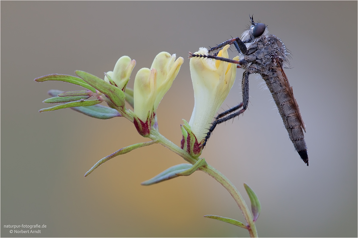 Seiden-Raubfliege ( Machimus arthriticus)