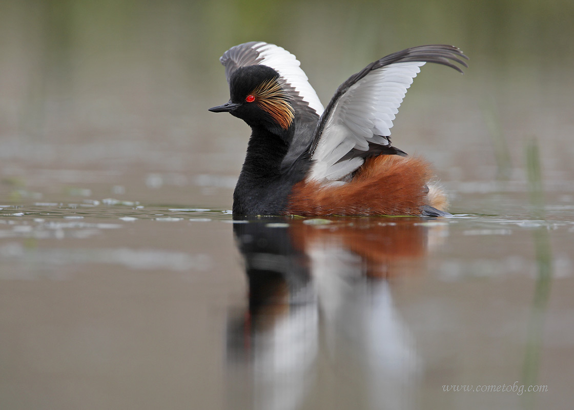 Schwarzhalstaucher  /Podiceps nigricollis/