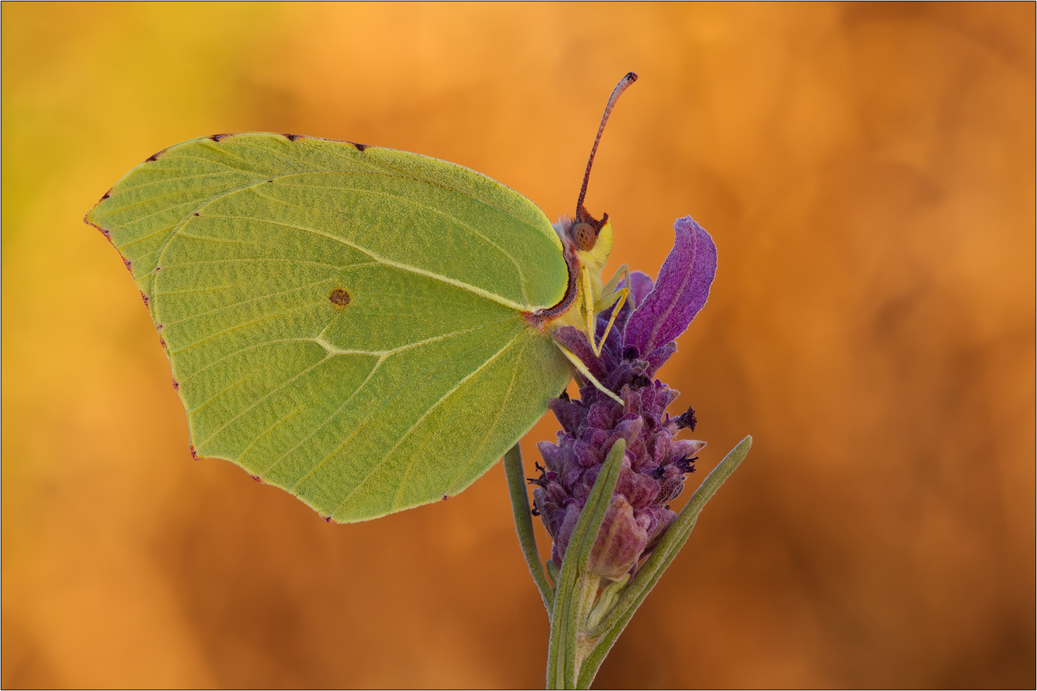 Gonepteryx cleopatra