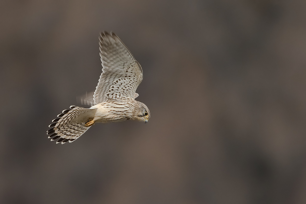 Turmfalke