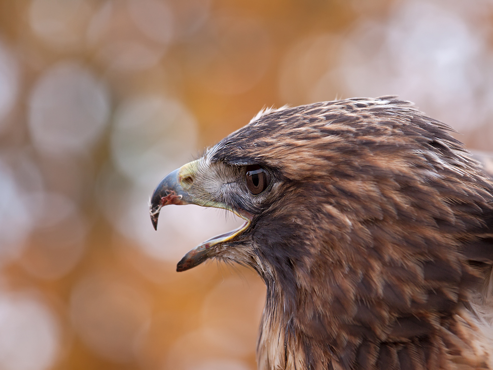 Rotschwanzbussard