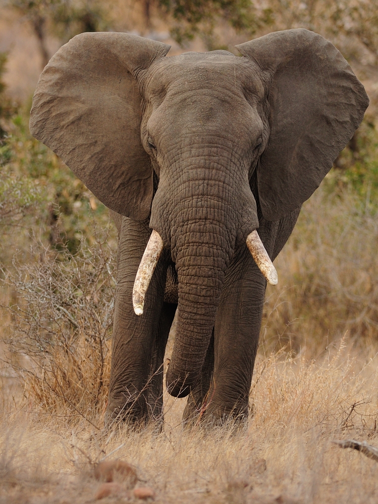 Afrikanischer Elefant (Forum für Naturfotografen)