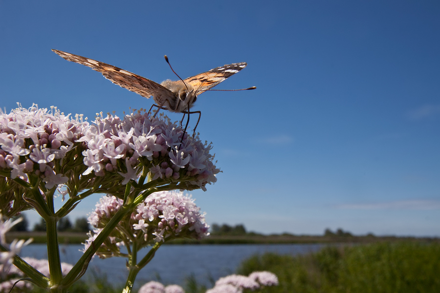 Distelfalter auf Baldrianblüten