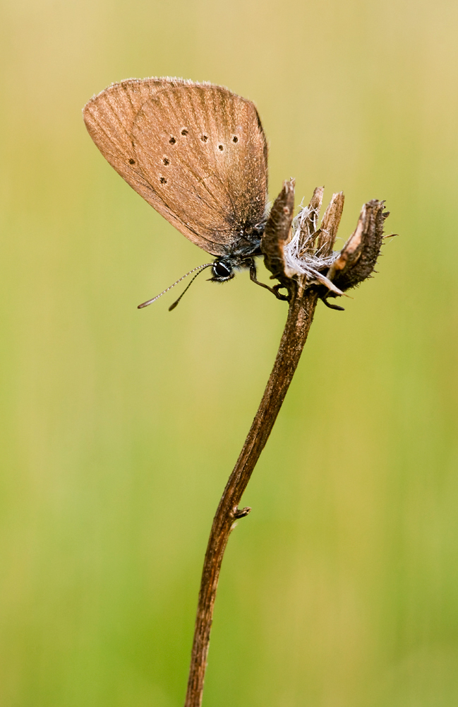 Dunkler Wiesenknopf-Ameisenbläuling