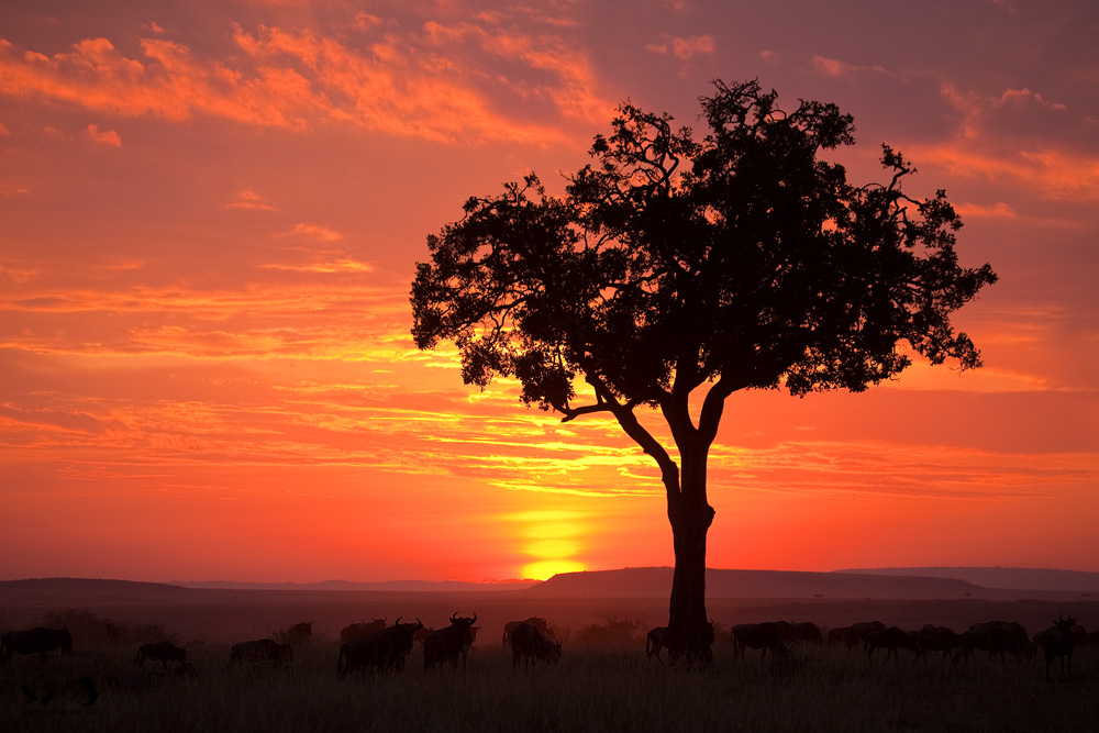 Gute Nacht Masai Mara Forum Fur Naturfotografen