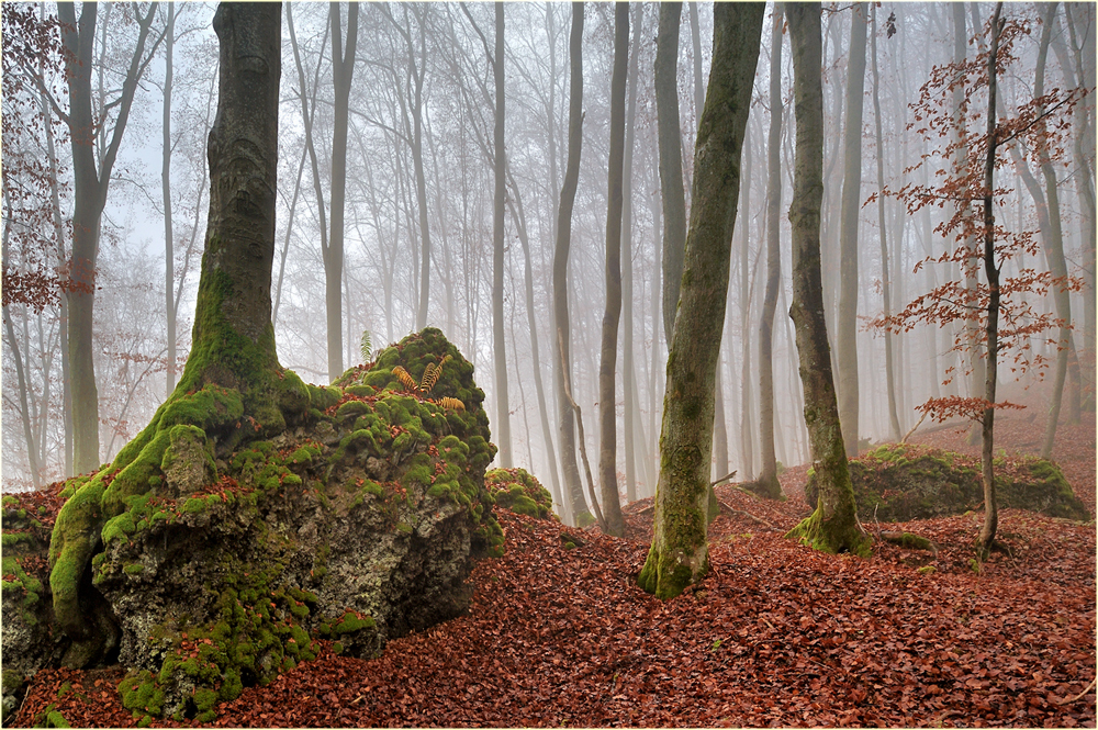 Wald
